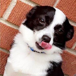 Meet your Posher, Abby